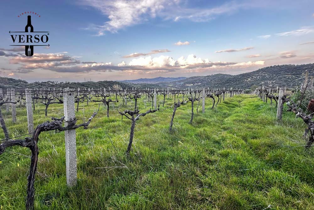 informazioni sui vini albanesi
